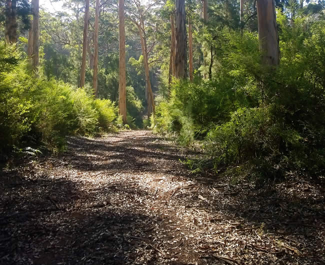 Seven Day Road, near Manjimup, Western Australia.