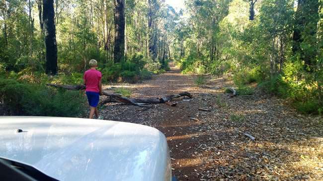 Obstructions on Seven Day Road, near Manjimup, Western Australia.