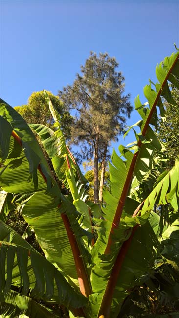 Tree seen trough palm leaves, Geelong Botanic Gardens, Victoria, Australia.