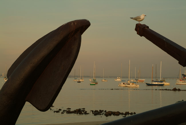 Seagull settles on an anchor at Williamstown, Victoria, Australia.