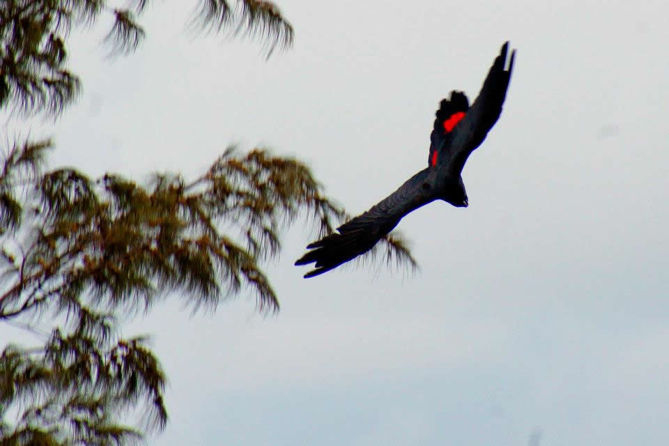 Red tailed black cockatoo in flight, Gladstone, Queensland, Australia. They are extremely agile for their size.