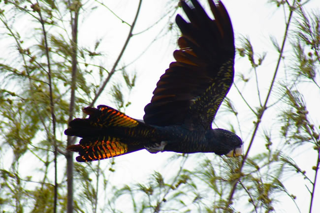 Red tailed black cockatoo in flight, Gladstone, Queensland, Australia. This one is flying thorough a park in Gladstone.