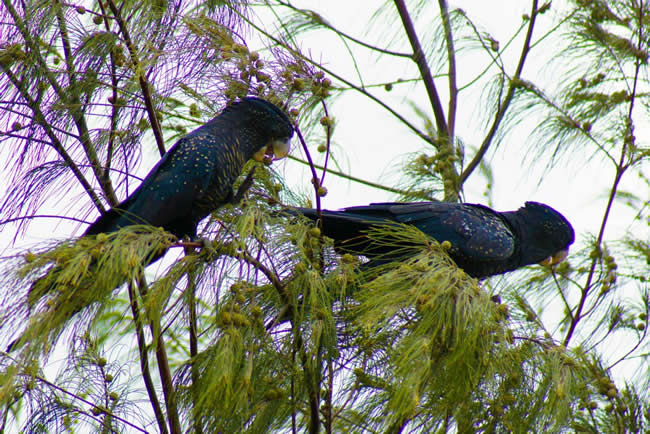 Red tailed black cockatoos eating in a tree in a park in Gladstone, Queensland, Australia.