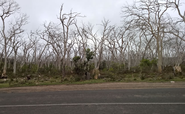 Trees eaten bare by koalas, near Cape Otway, Victoria, Australia.