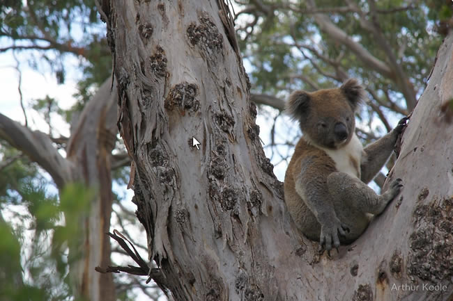 Koala in a tree, near Cape Otway, Victoria, Australia.