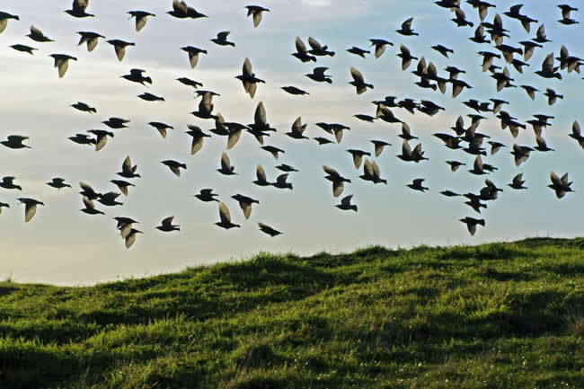 A flight of birds takes to the sky, near Wonthaggi, Victoria, Australia.