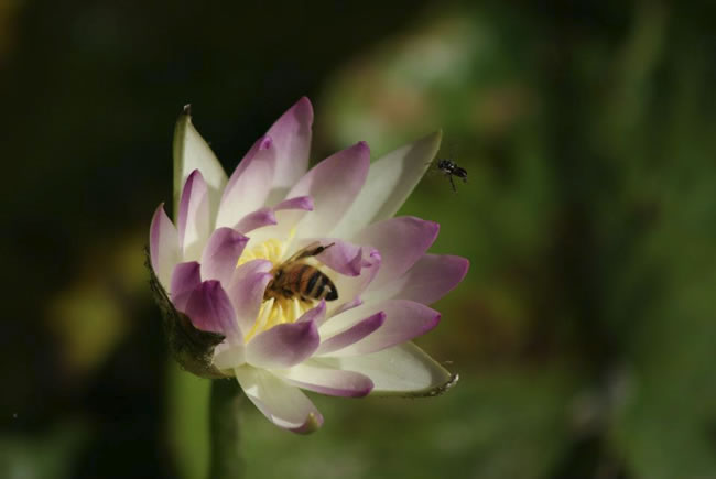 Bees doing what bees do, looking for nectar. Lovely flower, near Wonthaggi, Victoria, Australia.