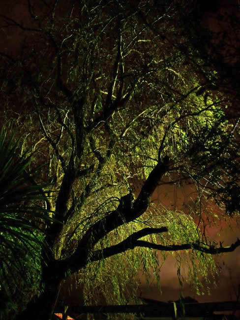 Eerie light on a tree, near Wonthaggi, Victoria, Australia. Interesting photo.