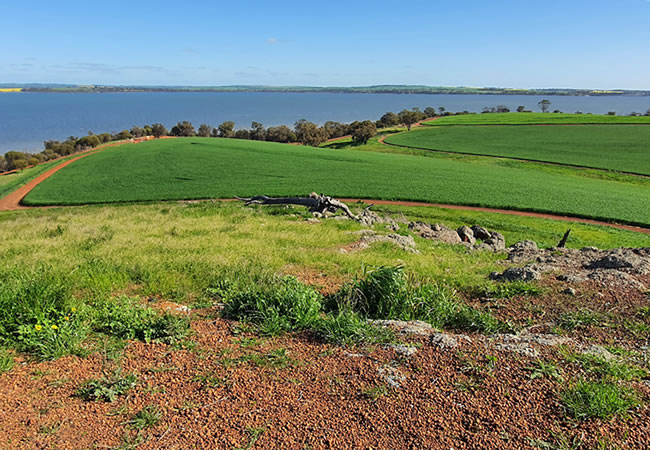 Looking over the grainfields to Lake Dumbleyung, from the Pussycat Hill lookout. Dumbleyung, Western Australia.