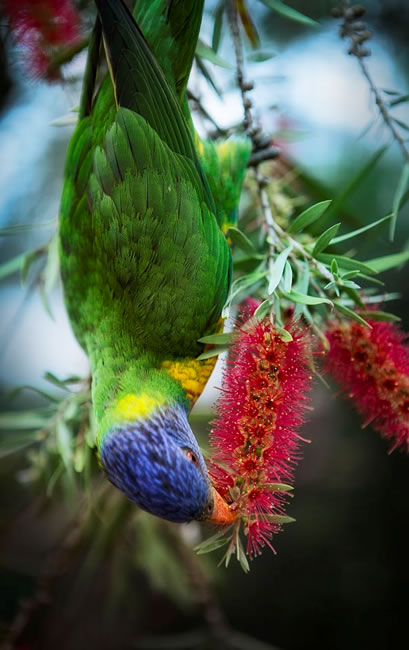 Rainbow lorikeet eating nectar from a bottlebrush flower, pictured at NSW, Australia.