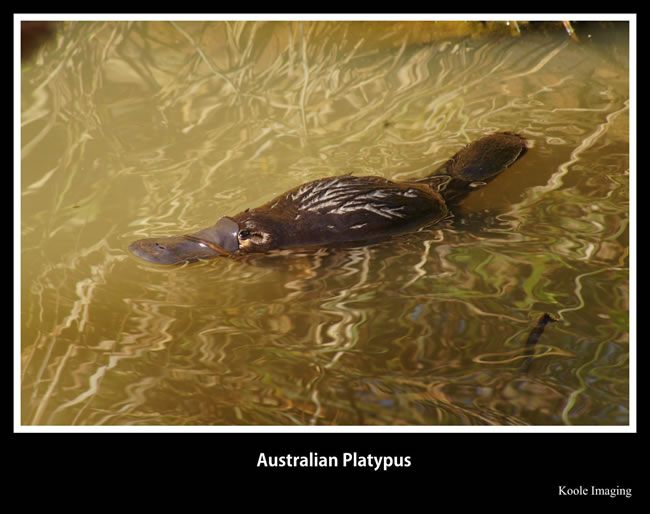 The Australian platypus, found in all parts of eastern Australia, including Tasmania.
