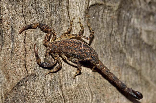 Australian Scorpion Not dangerous to humans but can inflict a painful sting.