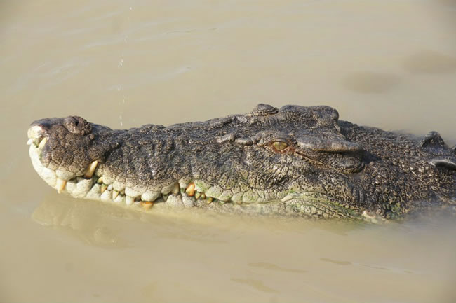 Watching menace. Saltwater crocodile basking, near Darwin, Northern Territory, Australia.