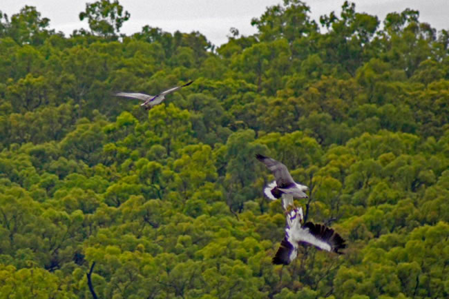 Birds, Curtis Island, Queensland, Australia.