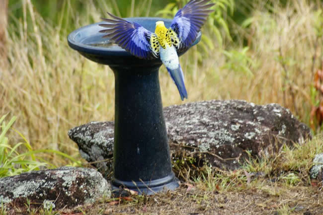 Pale headed rosella, found in eastern and north eastern Australia.