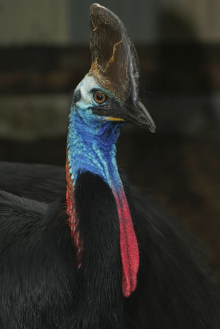 Colourful Cassowary, near Naracoorte, South Australia.