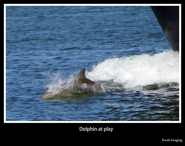 The friendly dolphin loves to play. Off South Australia.