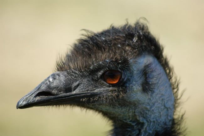 Emus are found in every state of Australia, including South Australia.