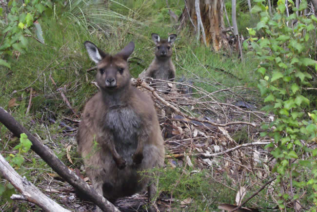 Hello! Who are you? Inquisitive wallabies, near Naracoorte, South Australia.