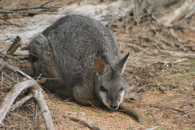 Kangaroo resting, near Naracoorte, South Australia.