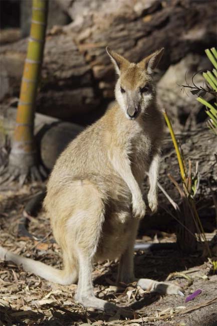 Swamp Wallaby, South Stradbroke Island, Queensland, Australia.