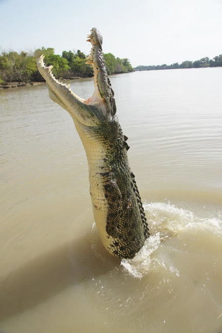 Dangerous menace. Saltwater crocodile leaping, near Darwin, Northern Territory, Australia.