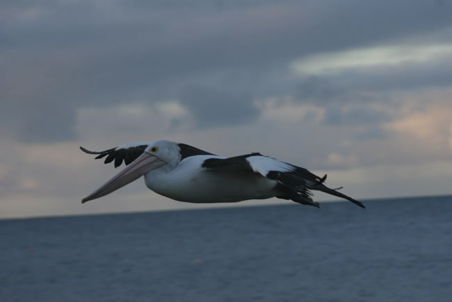 The Australian pelican, found in all parts of Australia and New Guinea, New Zealand, and some Pacific islands.