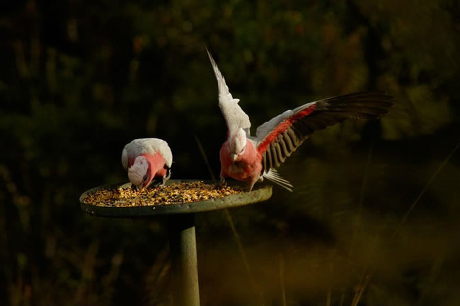 Pink and grey galahs, Gin Gin, Queensland.