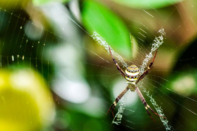 St Andrew's Cross spider! Close up of a spider in a grapefruit orchard, Mt Perry, Queensland, Australia.