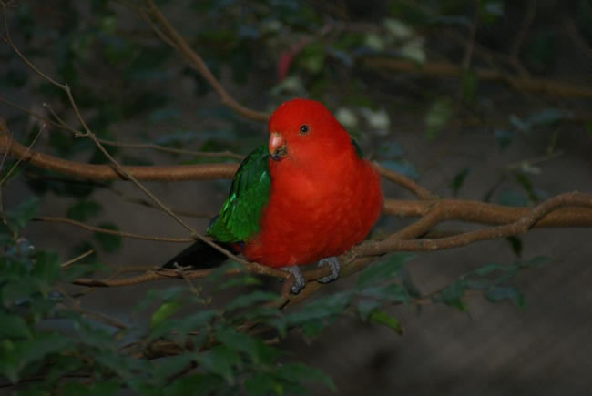 King parrot, pictured at Taronga Zoo, Sydney, NSW, Australia.