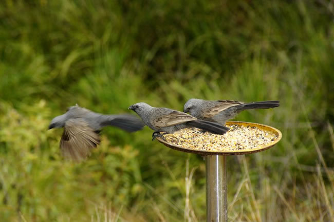 Single photo no edit. The three birds were leaving the feed bowl at the same time.