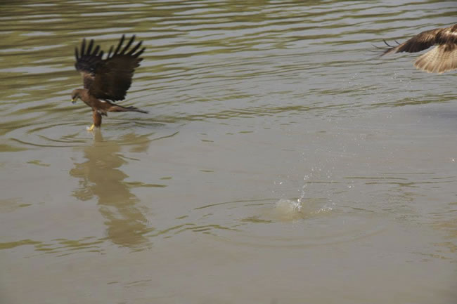 Whistling hawks, near Darwin, Northern Territory, Australia.