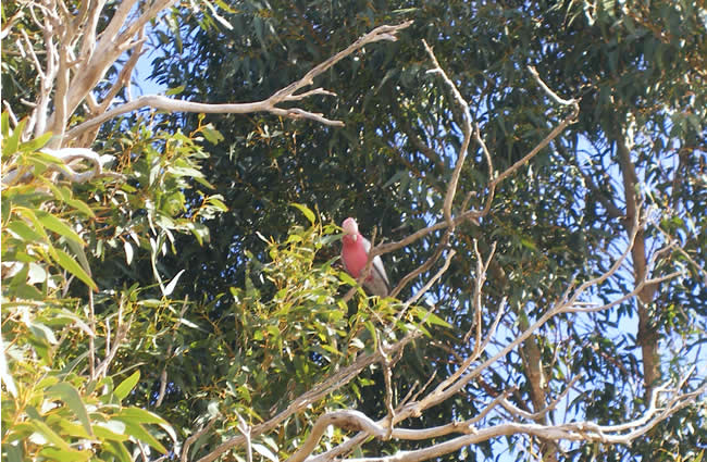 Pink and grey galah, found all over Australia, except Tasmania.