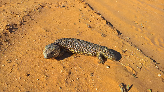 Blue tongue bobtail lizard, Menindee Lakes, New South Wales.