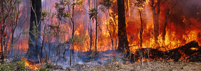 Bushfires. The savage beast that kills.