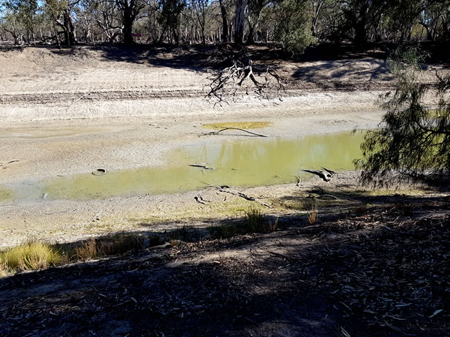 The dry Darling! In 2019 there had been a drought for a number of years and the Darling River was dry. Just a few pools along the river bed.