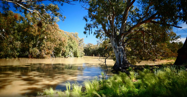 By September 2022 the Darling River was in flood!