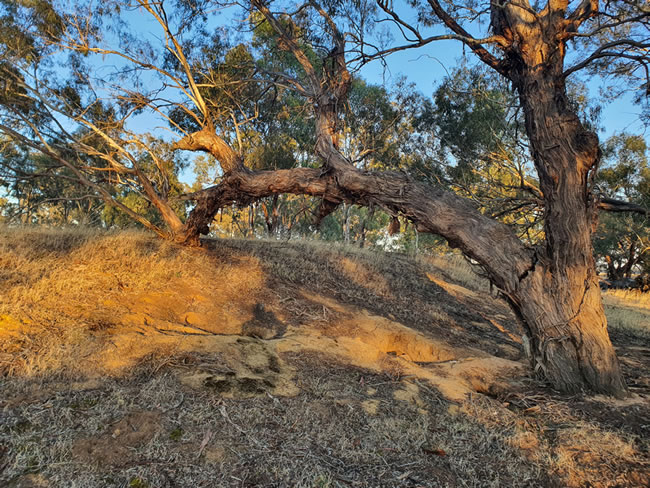 The tree branch is cracked and broken, but the dam wall is holding it up.