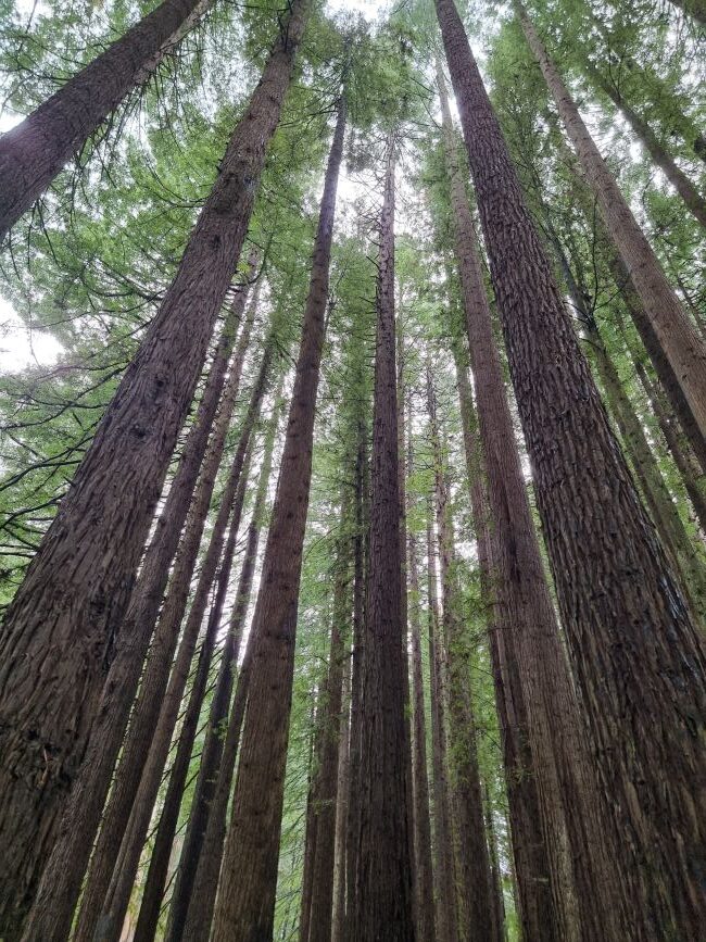 Californian Redwood Forest in the Otway Ranges region, south-west Victoria.