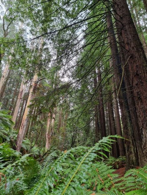 Eucalyptus forest on one side of the Aire River, with Californian Redwoods on the other side.