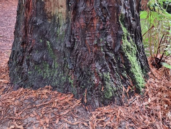 The massive base on a Californian Redwood tree, on the Aire River, south-western Victoria.
