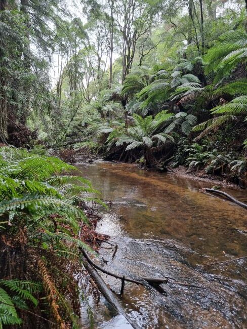 The Aire River flows between the Redwoods and the eucalyptus forests.