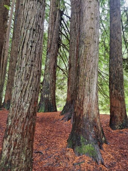 A carpet of red leaves is about all you see under the Californian Redwood plantation in western Victoria.